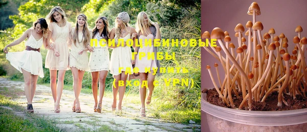 шишки Карпинск